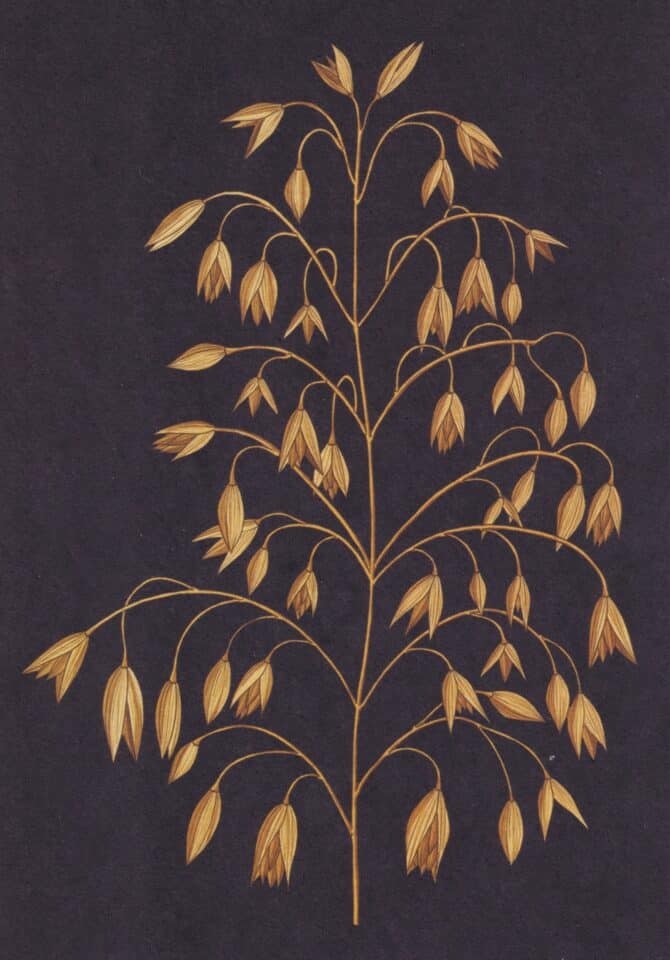 Scientific Botanical Illustration Postcard of Oats