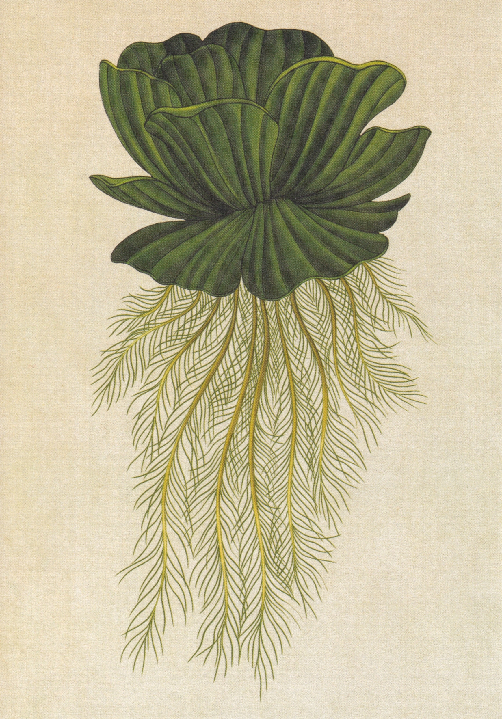 aquatic plants drawing