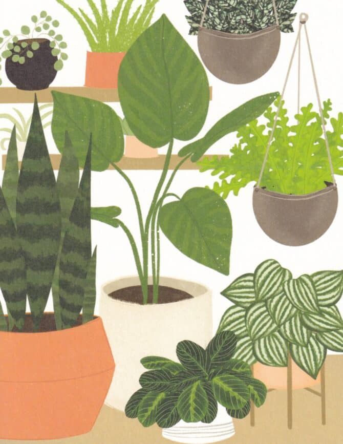 House Plants Illustrated Monstera Pothos ZZ Fern Pilea Snake Plant Postcard