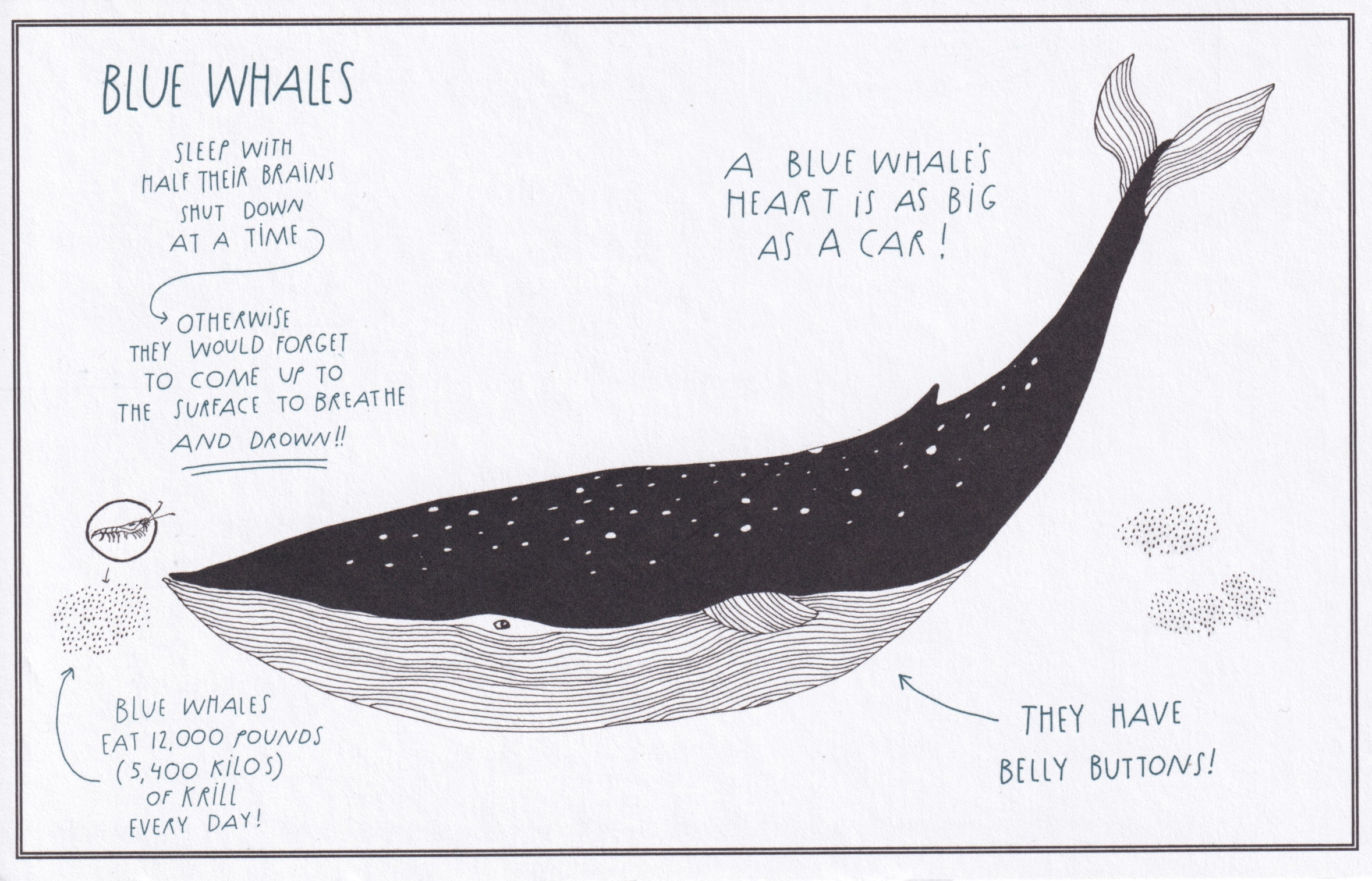 whale tumblr